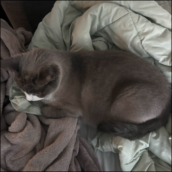 kitty :D<br><audio controls src='/audio/birds.mp3'></audio>